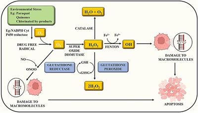 Role of nutraceutical against exposure to pesticide residues: power of bioactive compounds